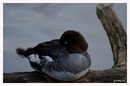 Fotos_Enten, Schwäne, Gänse