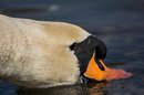 Fotos_Enten, Schwäne, Gänse