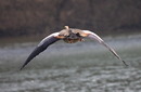 Fotos_Enten, Schwäne, Gänse