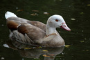 Fotos_Enten, Schwäne, Gänse