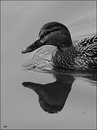 Fotos_Enten, Schwäne, Gänse