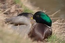 Fotos_Enten, Schwäne, Gänse