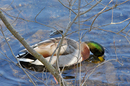 Fotos_Enten, Schwäne, Gänse