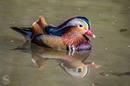 Fotos_Enten, Schwäne, Gänse