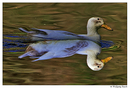 Fotos_Enten, Schwäne, Gänse