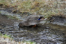 Fotos_Enten, Schwäne, Gänse