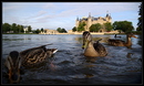 Fotos_Enten, Schwäne, Gänse
