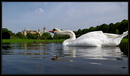 Fotos_Enten, Schwäne, Gänse