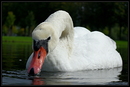 Nur ein Schwan