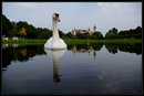 Fotos_Enten, Schwäne, Gänse