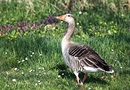 Fotos_Enten, Schwäne, Gänse