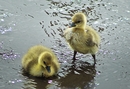 Fotos_Enten, Schwäne, Gänse