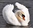 Fotos_Enten, Schwäne, Gänse