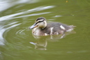 Fotos_Enten, Schwäne, Gänse