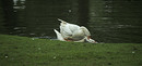 Fotos_Enten, Schwäne, Gänse