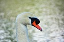 Schwanenportrait