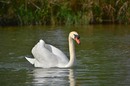 Ein Schwan