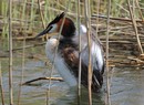Fotos_Enten, Schwäne, Gänse