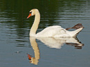 Fotos_Enten, Schwäne, Gänse