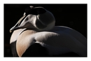 Fotos_Enten, Schwäne, Gänse