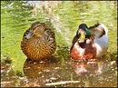 Fotos_Enten, Schwäne, Gänse