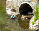 Fotos_Enten, Schwäne, Gänse