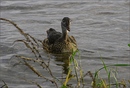 Fotos_Enten, Schwäne, Gänse