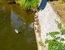 Fotos_Enten, Schwäne, Gänse