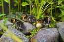 Fotos_Enten, Schwäne, Gänse