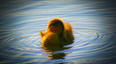 Müde in der Abendsonne