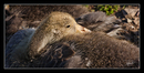 Fotos_Enten, Schwäne, Gänse
