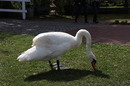  Schwan ?