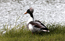 Fotos_Enten, Schwäne, Gänse