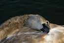 Fotos_Enten, Schwäne, Gänse