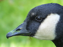 Fotos_Enten, Schwäne, Gänse
