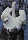 ein Schwan auf einem der Teiche im Naturschutzgebiet Viehmoor SW Gifhorn --- 1. Foto ---