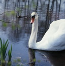 ein Schwan auf einem der Teiche im Naturschutzgebiet Viehmoor SW Gifhorn --- 2. Foto ---