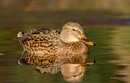 Stockente im Morgenlicht