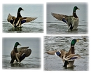 Fotos_Enten, Schwäne, Gänse