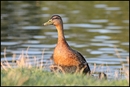 Fotos_Enten, Schwäne, Gänse