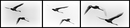 Fotos_Enten, Schwäne, Gänse