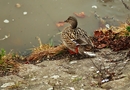 Am Rheinufer - Stockente