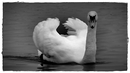 Fotos_Enten, Schwäne, Gänse