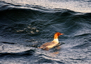 Fotos_Enten, Schwäne, Gänse