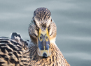 Fotos_Enten, Schwäne, Gänse