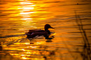 Fotos_Enten, Schwäne, Gänse