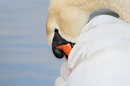Fotos_Enten, Schwäne, Gänse