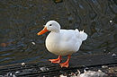Fotos_Enten, Schwäne, Gänse