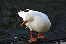 Immer diese Juckerei?