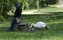 Fotos_Enten, Schwäne, Gänse